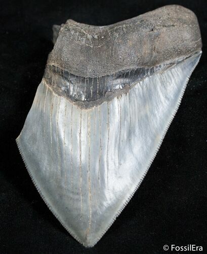 Partial Inch Megalodon Tooth - Sharp! #2496